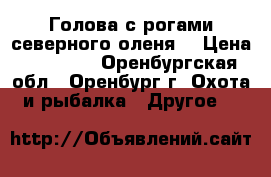  Голова с рогами северного оленя. › Цена ­ 13 000 - Оренбургская обл., Оренбург г. Охота и рыбалка » Другое   